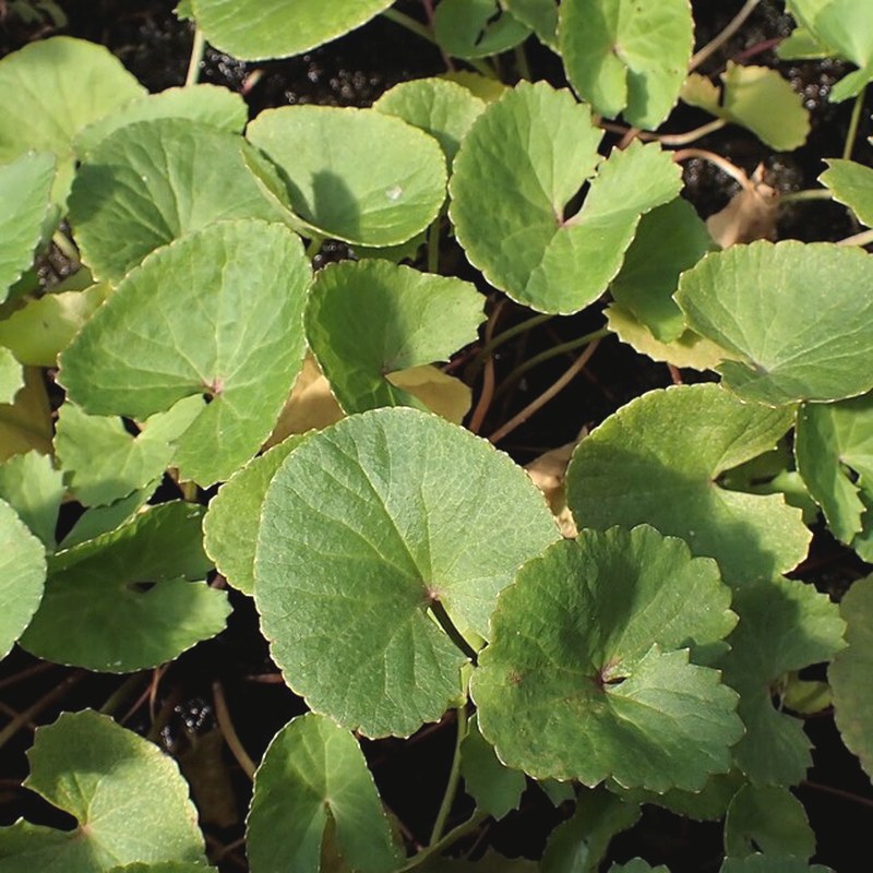 Gotu kola — Centella asiatica