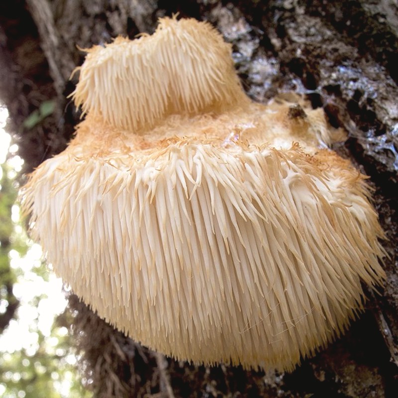 Lion’s Mane — Hericium erinaceus